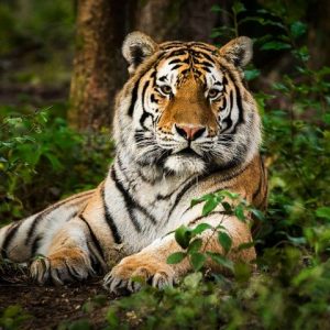 Delhi zoo gets two tigresses, sloth bears from Maharashtra for conservation breeding
