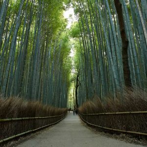 'Chikurin no Michi', a bamboo forest in Japan's Kyoto attracts visitors