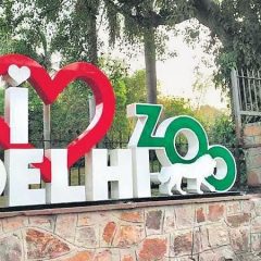 Delhi zoo plans to get female ostrich from Southern India