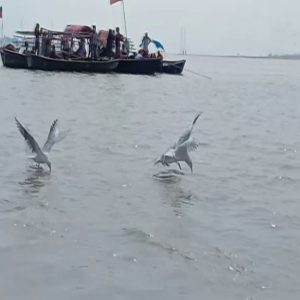 Siberian birds flock to Sangam, attract tourists