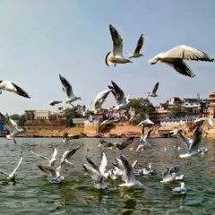 Winter Guests : Tourists flock at Ganga ghats in  Varanasi after arrival of Siberian birds