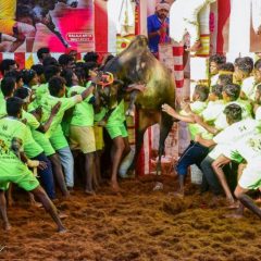 Tamil Nadu: Alanganallur Jallikattu event rescheduled to Jan 17