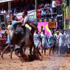 Jallikattu begins at Avaniyapuram village in Madurai