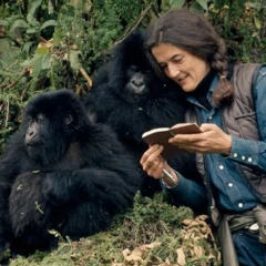 Study Finds Tourists Being Studied By Scientists To Protect Great Apes