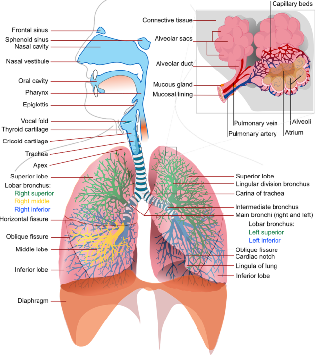 how to stop manually breathing Easy ways to stop Manual Breathing Learn how to Breathe through Your Nose Visualize your Breath