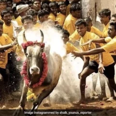 Riveting 'Alanganallur' Jallikattu enthralls, bulls outshine men