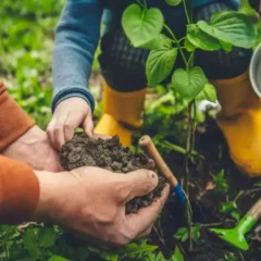 Sikkim to plant 100 trees for every child born in state